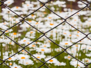 Örgü örgü. Görüntü'nün arka planda papatya çiçekler