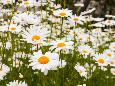 Papatya çiçek yaz bahçesinde. Beyaz-sarı çiçek.
