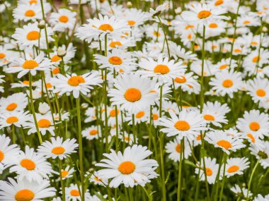Papatya çiçek yaz bahçesinde. Beyaz-sarı çiçek.