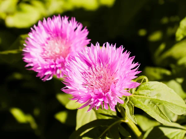 Blühender Garten Kornblume. Fliederblüten. Blumenbeet — Stockfoto