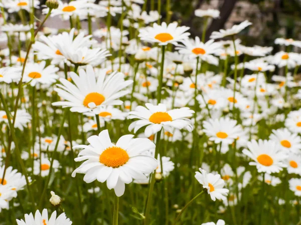 Papatya çiçek yaz bahçesinde. Beyaz-sarı çiçek.