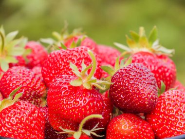 Çilek hasat. Bir sürü kırmızı meyveler. Yeşil arka plan bulanık.
