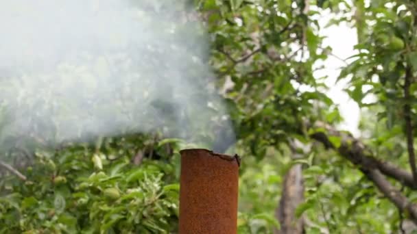 De rook van de roestige metalen pijp op de achtergrond van appelbomen — Stockvideo