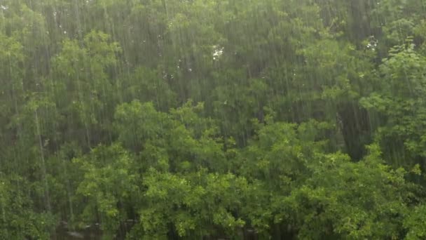 Проливной дождь на фоне дубового леса — стоковое видео