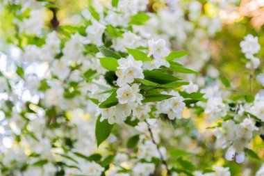Chubushnik, ya da yasemin Bahçe çiçek parkta. Çiçekli çalı. Ağaç beyaz çiçekler