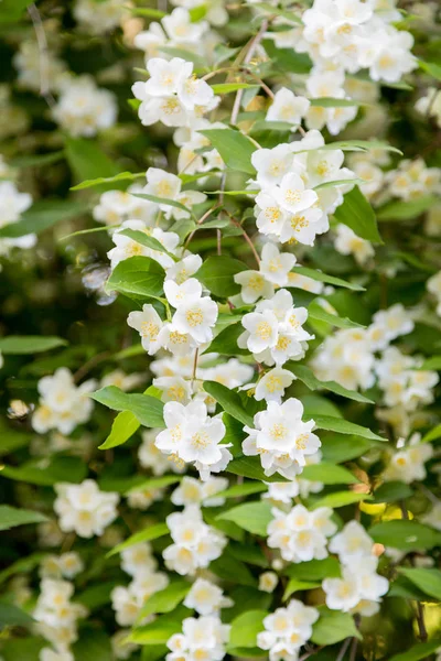 Chubushnik eller Jasmin trädgård blommar i parken. Blommande buske. Vita blommor på träd — Stockfoto