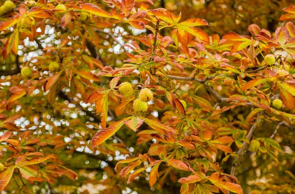 Αγριοκάστανο φθινόπωρο στην πόλη πάρκο. Χρυσή φθινόπωρο. Το φθινόπωρο φύλλο — Φωτογραφία Αρχείου