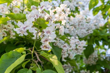 Çiçekli ağaç Katalpa bignonioides. Beyaz çiçekler ve bulanık zemin üzerine yeşil yaprakları