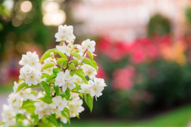 Chubushnik, ya da yasemin Bahçe çiçek parkta. Çiçekli çalı. Ağaç beyaz çiçekler. Şube bulanık renkli arka plan üzerinde. Sahte turuncu
