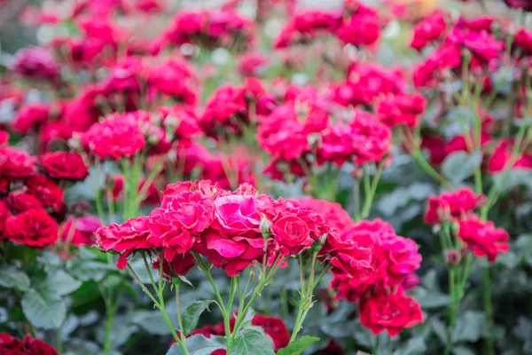 Blooming rose bushes. Bright beautiful flowers in the garden — Stock Photo, Image