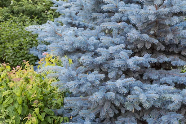蓝色云杉和绿色落叶树 — 图库照片