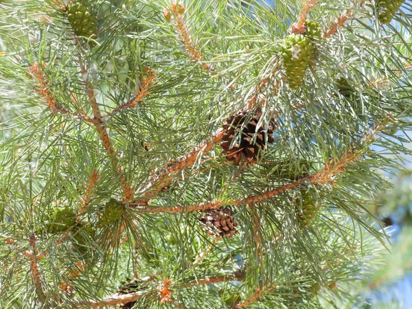 Aiguilles et cônes sur les branches d'un pin — Photo