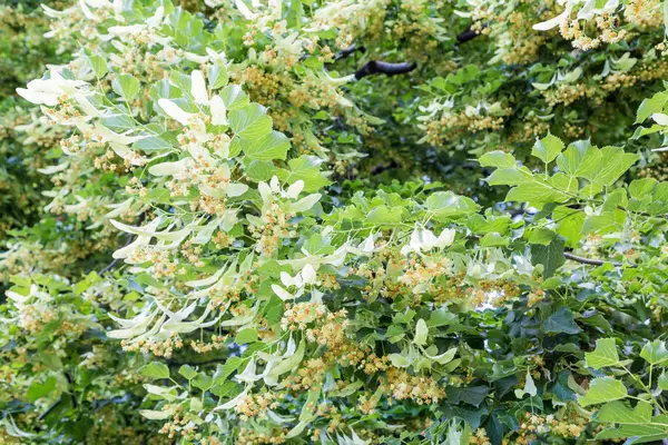 一棵开花的林登树。7月夏季 — 图库照片