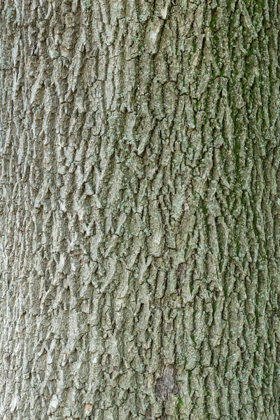A casca e o tronco de uma árvore velha. Fundo texturizado — Fotografia de Stock