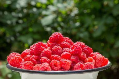 Hasat ahududu üzerinde yeşil arka plan bulanık. Parlak koyu kırmızı meyveler.