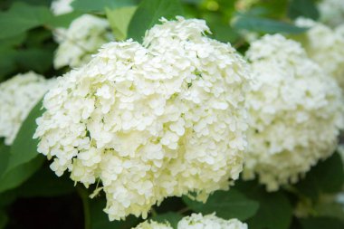 Beyaz ortanca çiçek açmış. Bahçedeki dekoratif bitki