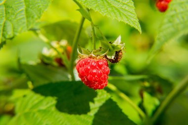 Ahududu dal. Yaz günü. Hasat.