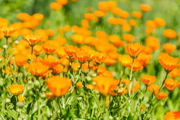 Calendula bahçede çiçek açmış. Turuncu çiçekler ve yeşil yaprakları. Sebze arka plan. Tıbbi bitki