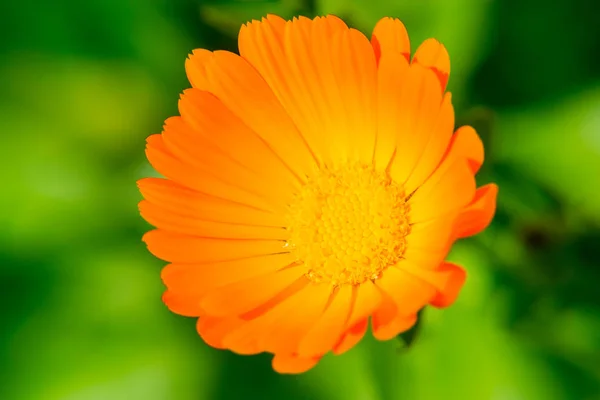 Calendula fiore da vicino su sfondo sfocato. Il fiore d'arancio. Un'erba medicinale . — Foto Stock