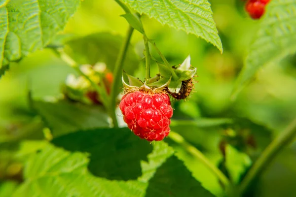 Ahududu dal. Yaz günü. Hasat.