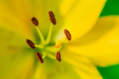 Lily çiçek portre sarı. Pistil, ercik ve polen. Makro.