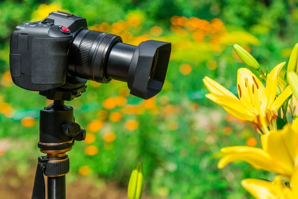 Makro fotoğrafçılık doğada. Çiçek ve bitki. Yeşil arka plan bulanık.