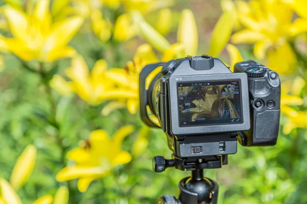 Makro fotoğrafçılık çiçek. Dijital fotoğraf makinesi Lcd ekran