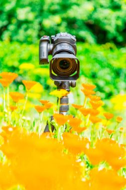 Makro fotoğrafçılık doğada. Çiçek ve bitki. Yeşil arka plan bulanık.