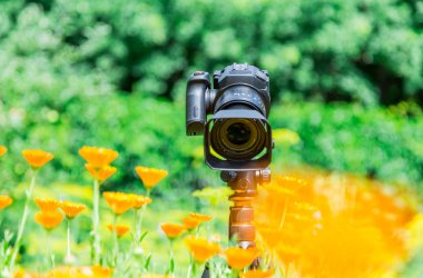 Makro fotoğrafçılık doğada. Çiçek ve bitki. Yeşil arka plan bulanık.