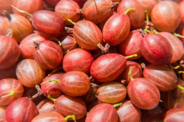 Bir sürü kırmızı meyveler bektaşi üzümü. Sağlıklı beslenme. Vitamin ürünleri.