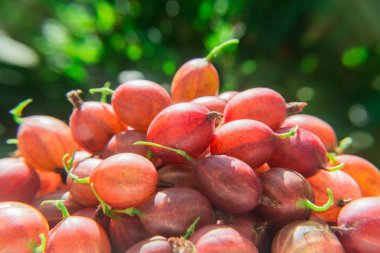 Bulanık yeşil zemin üzerine kırmızı bir bektaşi üzümü meyveler