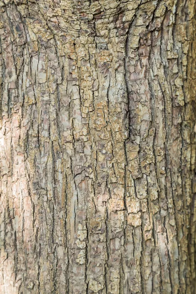 De kofferbak van een volwassen boom peer. Gestructureerde achtergrond — Stockfoto