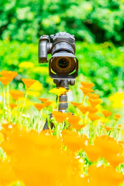 Makro fotoğrafçılık doğada. Çiçek ve bitki. Yeşil arka plan bulanık.