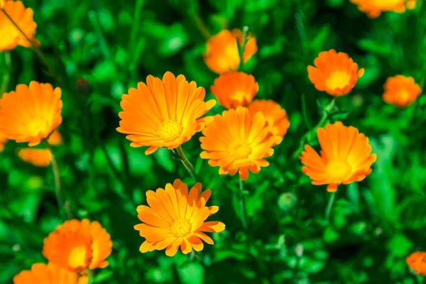 Calendula blooming in the garden. Orange flowers and green leaves. Vegetable background. Medicinal plant — Stock Photo, Image