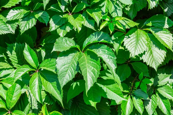 Uma cerca viva. A hera na vedação. Cobertura verde. Fundo vegetal texturizado — Fotografia de Stock