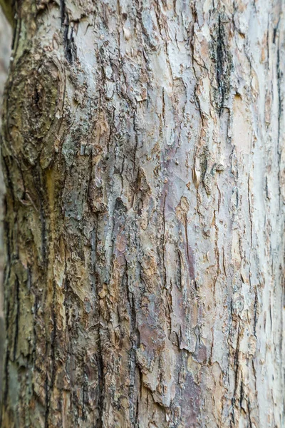 De kofferbak van een volwassen boom peer. Gestructureerde achtergrond — Stockfoto