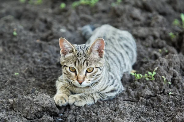 Серый полосатый котенок лежит на земле . — стоковое фото