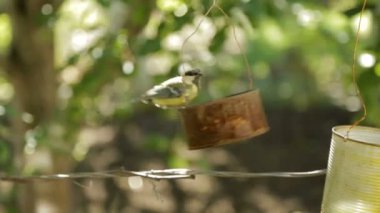 Kuş besleyiciler tohumlarından gagalar. Besleyici bir teneke kutu dışında. Baştankara