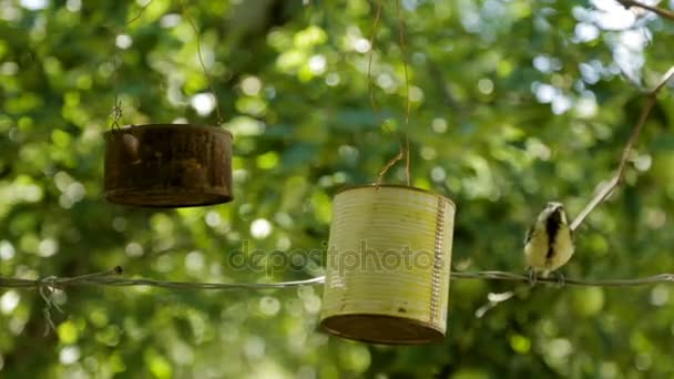 The bird pecks seeds from the feeders. Feeder out of a tin can. Titmouse — Stock Video