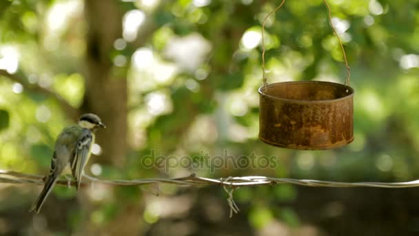 The bird pecks seeds from the feeders. Feeder out of a tin can. Titmouse — Stock Video