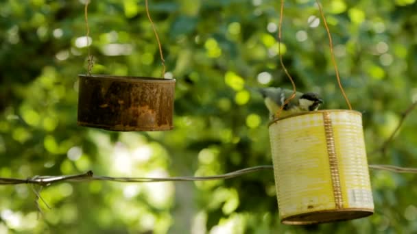 The bird pecks seeds from the feeders. Feeder out of a tin can. Titmouse — Stock Video
