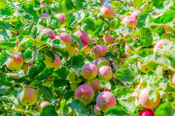 Зрізати яблука на гілках дерев. Червоний фрукт і зелене листя. саду — стокове фото