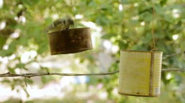 Kuş besleyiciler tohumlarından gagalar. Besleyici bir teneke kutu dışında. Baştankara