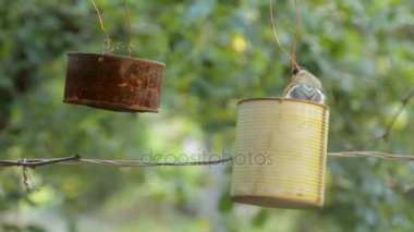 Kuş besleyiciler tohumlarından gagalar. Besleyici bir teneke kutu dışında. Baştankara