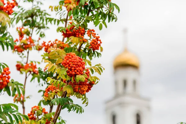 Reife Orangenbeeren vom Vogelbeerbaum und die orthodoxe Kirche im Hintergrund. Die Stadt Samara, Russland — Stockfoto