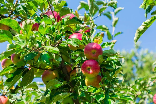 Olgun elma ağacı dalları üzerinde. Kırmızı meyve ve yeşil yaprakları. Meyve bahçesi