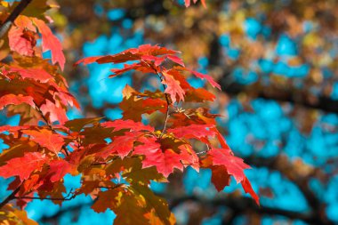 Mavi gökyüzü arka plan üzerinde kırmızı ve sarı akçaağaç yaprakları. Arka plan bulanık. Sonbahar günü. Altın sonbahar