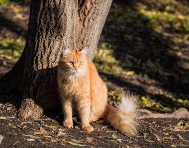 Kırmızı kedi yere yakın ağaç üzerinde oturuyor. Sonbahar günü.