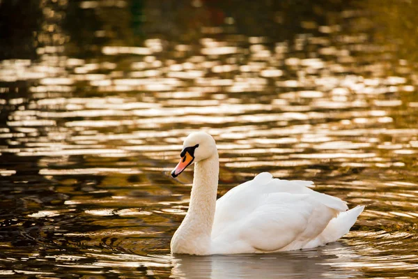 Vit svan på sjön eller i dammen. Suddig bakgrund. Golden sun reflektioner på vattnet — Stockfoto