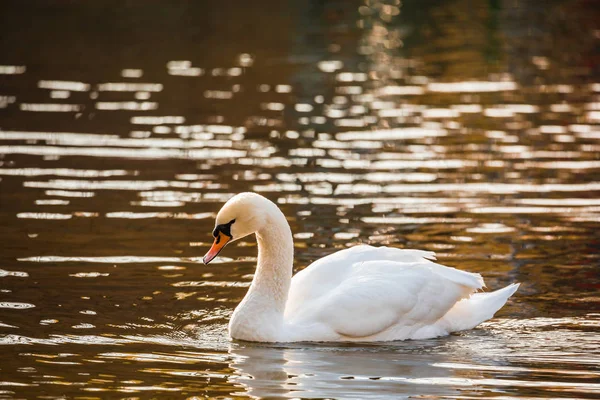 Vit svan på sjön eller i dammen. Suddig bakgrund. Golden sun reflektioner på vattnet — Stockfoto